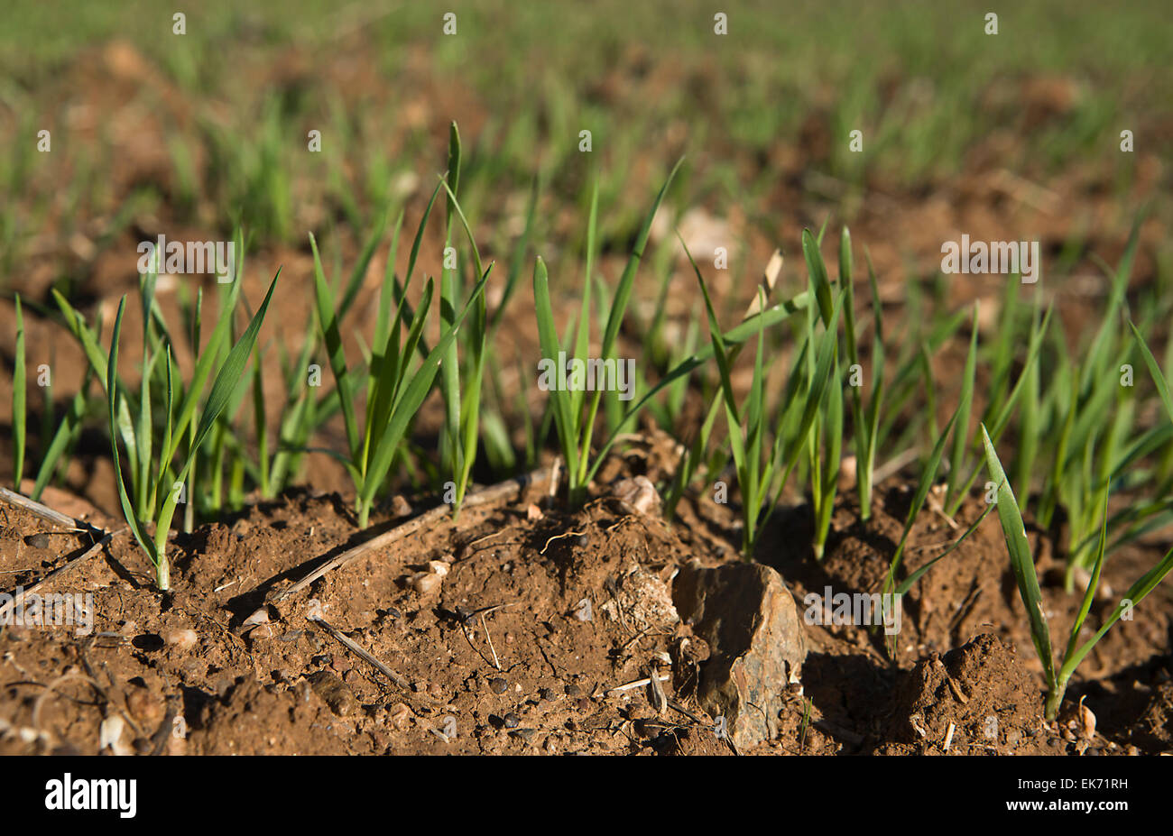 Nahaufnahme von Getreide sprießen aus der Landoberfläche, Badajoz, Spanien Stockfoto