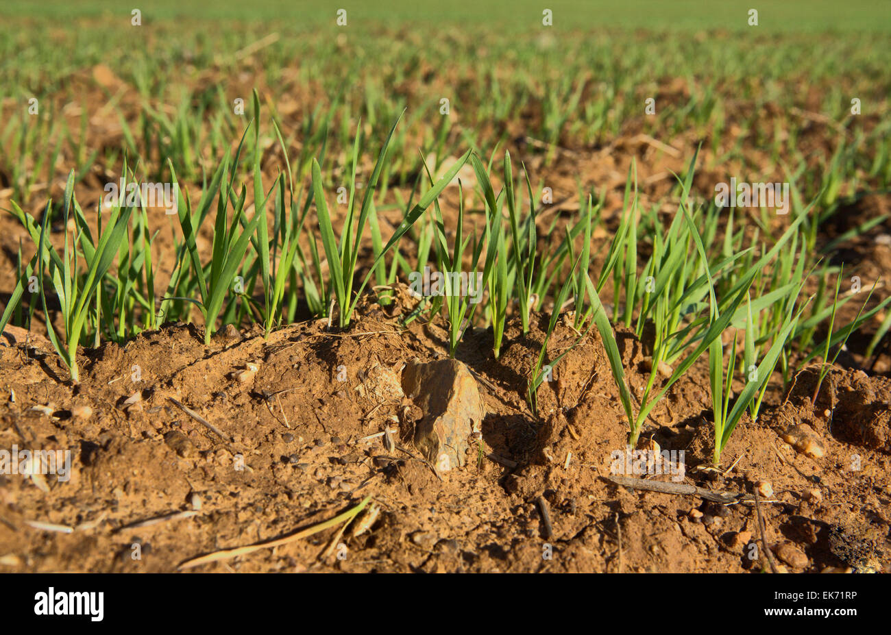 Nahaufnahme von Getreide sprießen aus der Landoberfläche, Badajoz, Spanien Stockfoto