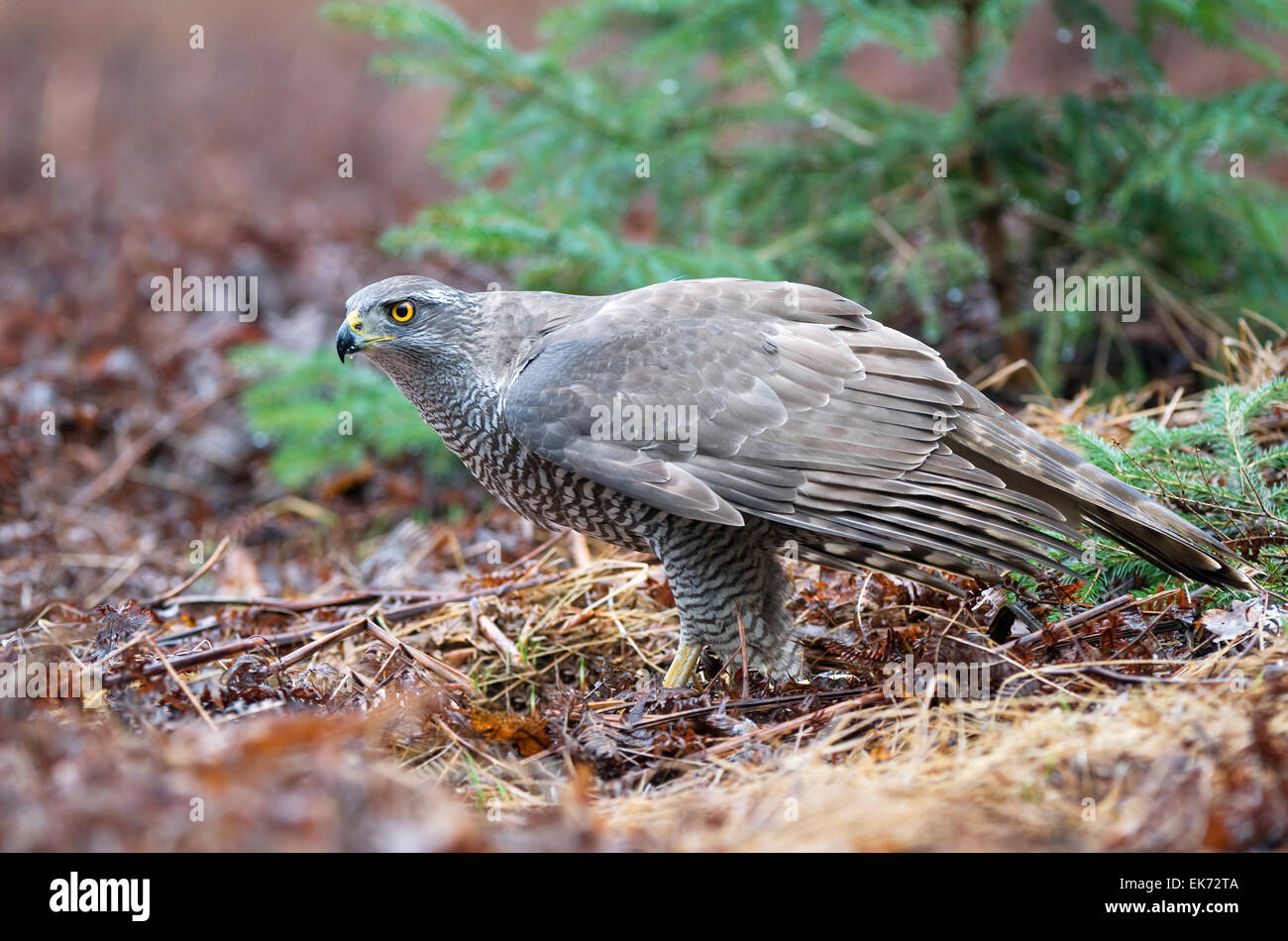 Nördlichen Habicht Stockfoto