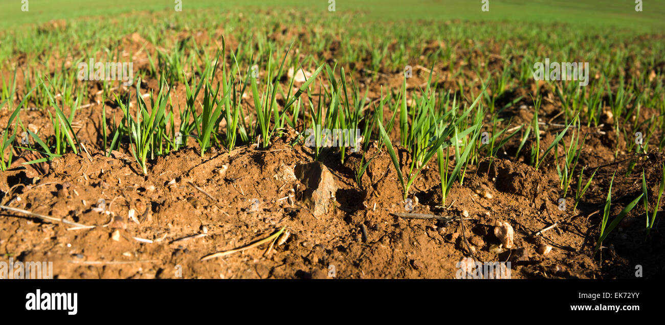 Nahaufnahme von Getreide sprießen aus der Landoberfläche, Badajoz, Spanien Stockfoto