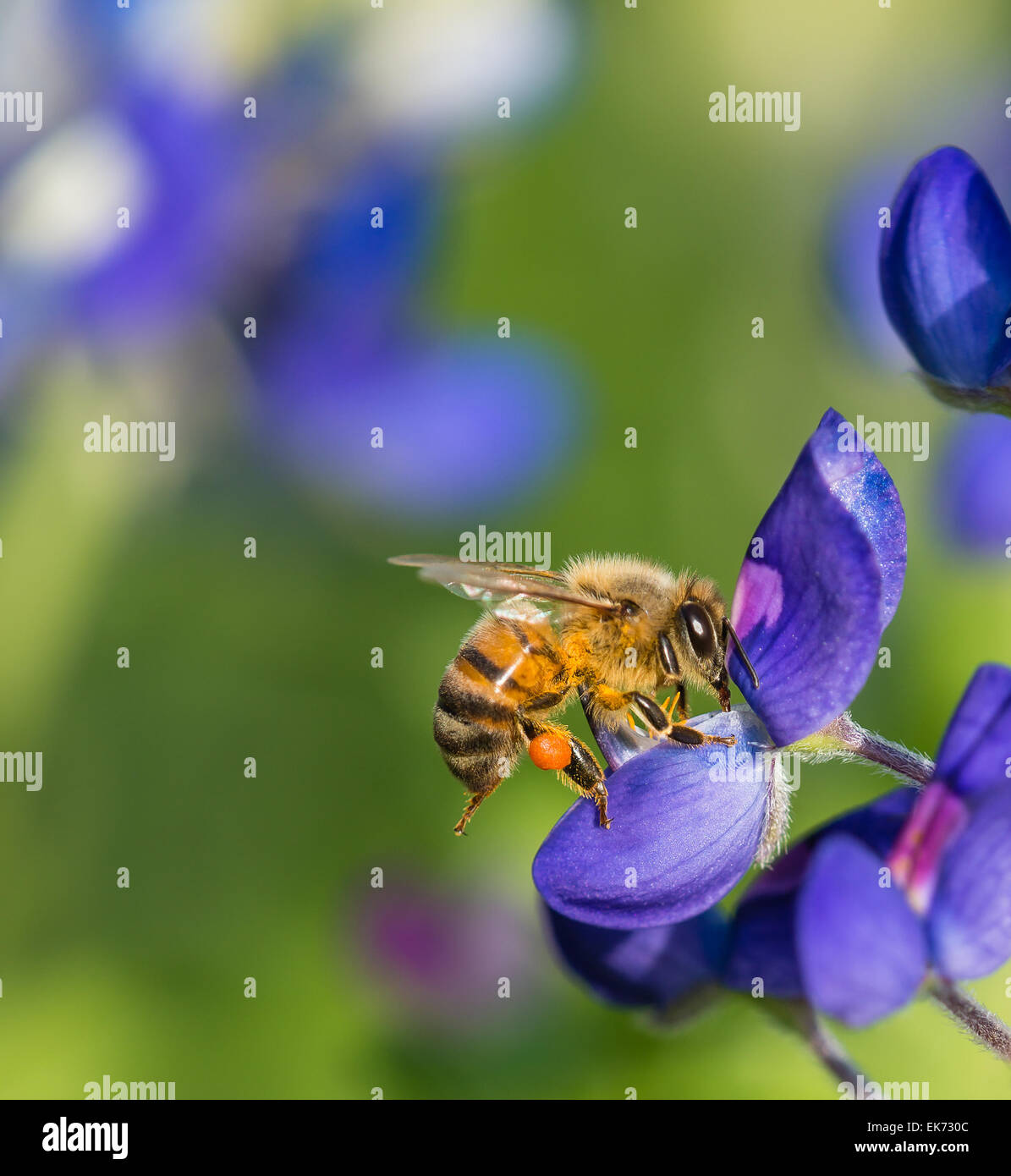 Bienen bestäuben Texas Bluebonnet Wildblumen im Frühjahr Stockfoto