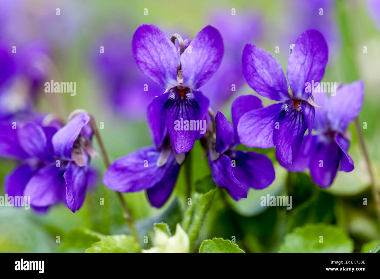 Viola odorata, Violett, Sweet violet Nahaufnahme Stockfoto