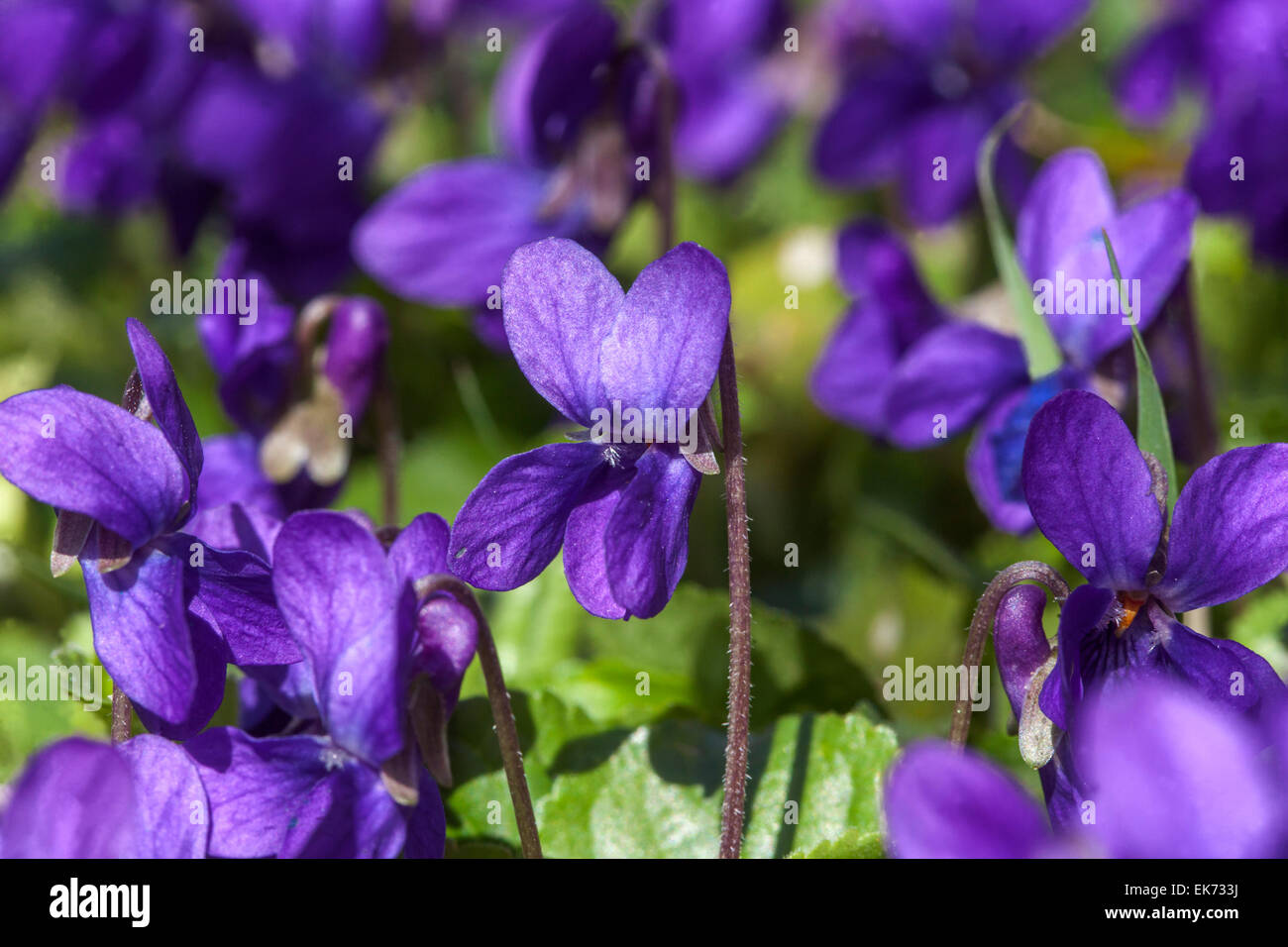 Viola Odorata, Violet, süße violett, aromatische Pflanze in voller Blüte Stockfoto