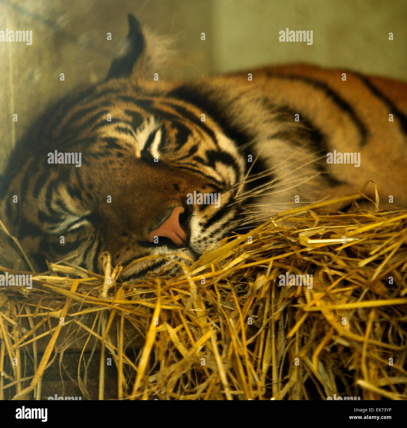 Wilde Katze hinter Schloss und Riegel bei Conway Bergzoo Stockfoto