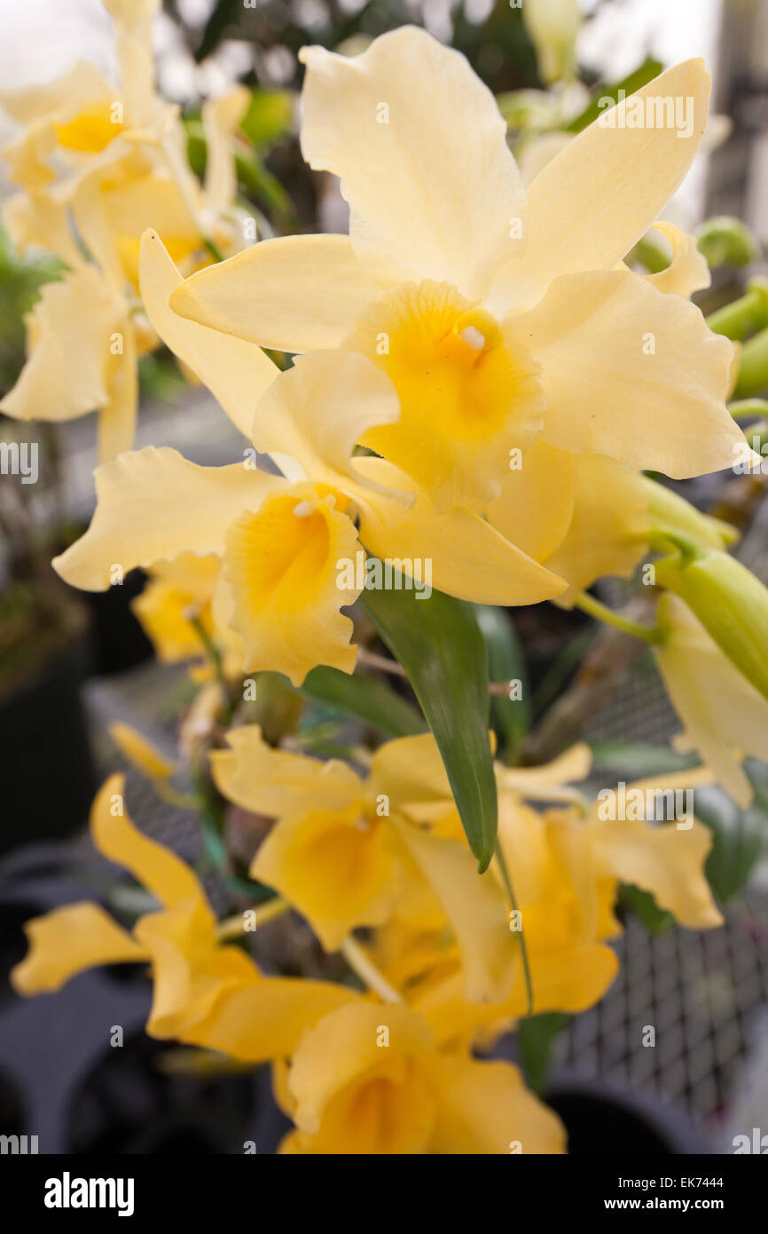 Orchidee Blume wächst auf Lavastein. Big Island, Hawaii Stockfoto