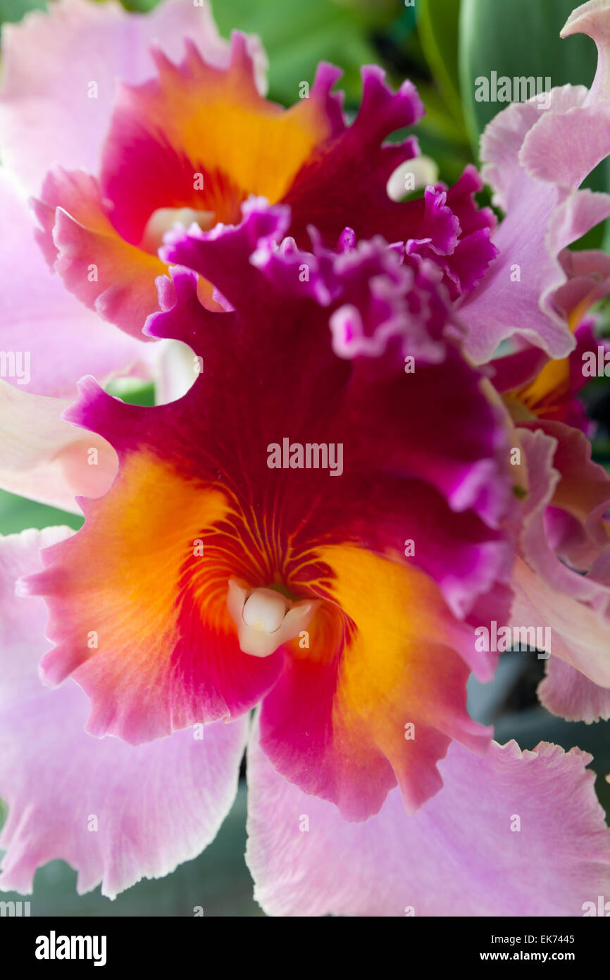 Orchidee Blume wächst auf Lavastein. Big Island, Hawaii Stockfoto