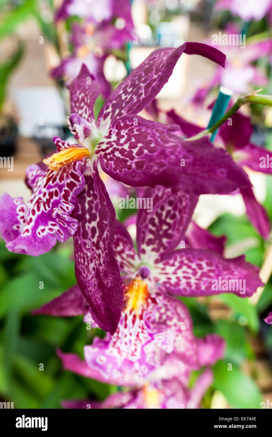 Orchidee Blume wächst auf Lavastein. Big Island, Hawaii Stockfoto