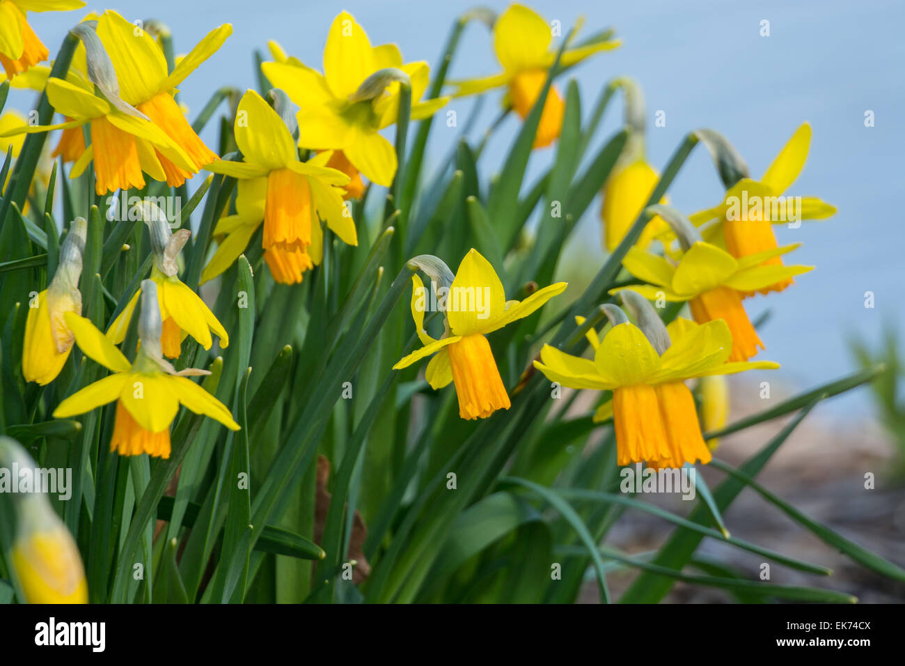 blühenden Alpenveilchen-Narzisse, Narcissus Cyclamineus Sorte Jetfire, Birne Stockfoto