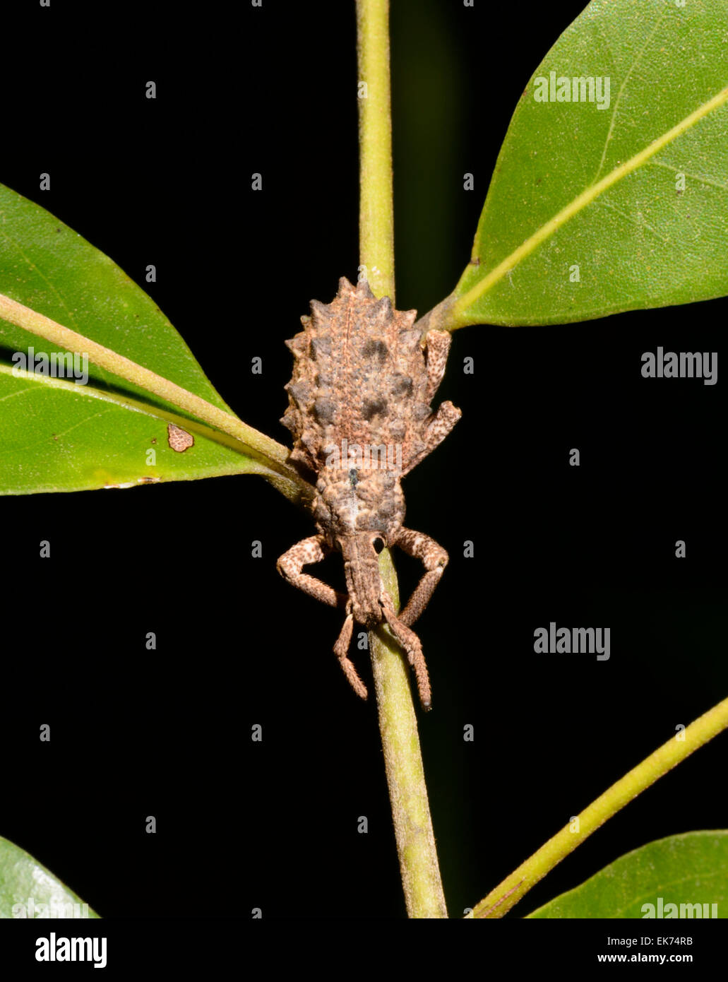 Breite Nase Rüsselkäfer (Curculionidae), Queensland, Australien Stockfoto