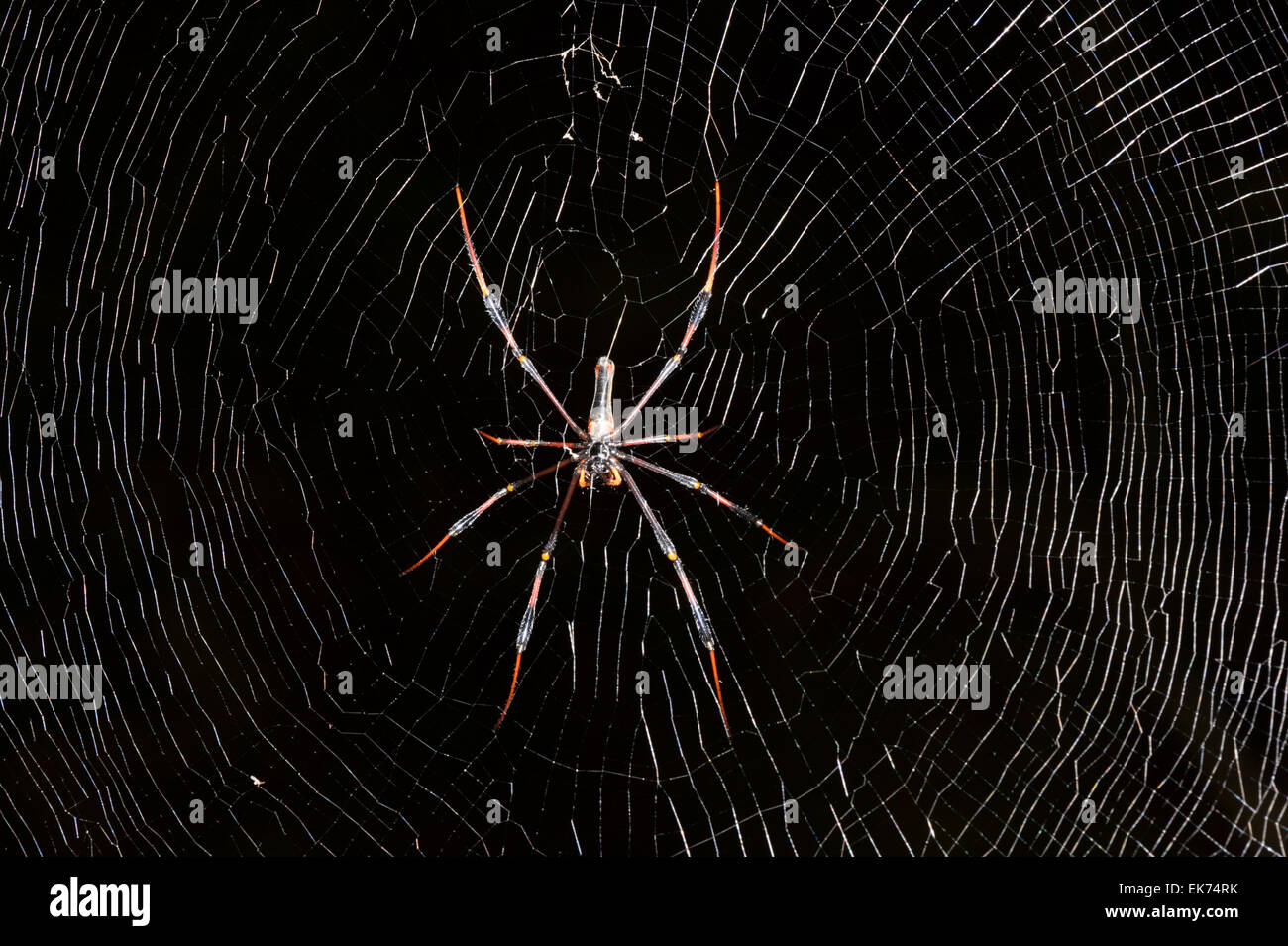 Golden Orb-Weaver (Nephila spp.), Queensland, Australien Stockfoto