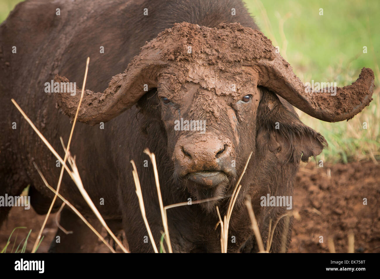 Kaffernbüffel im Kidepo Valley Nationalpark in Nord-Uganda, Ostafrika Stockfoto