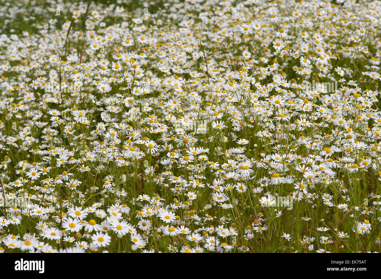 Wiese der deutschen Kamille - Heilpflanze Stockfoto