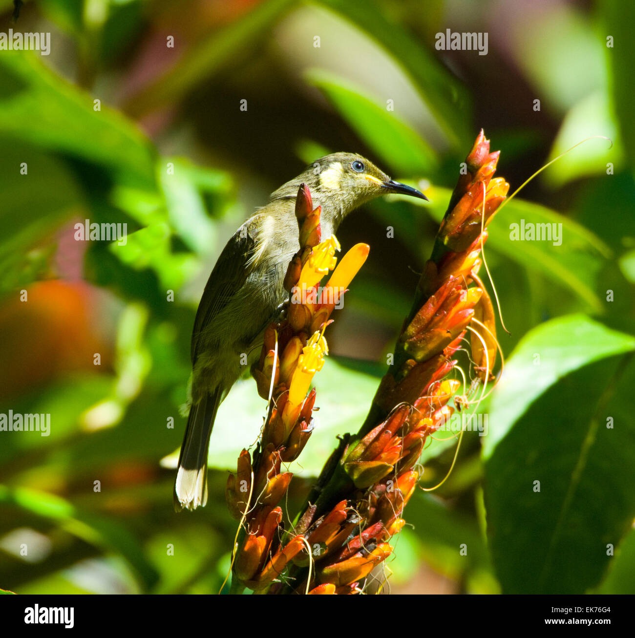 Lewins Honigfresser (Meliphaga Lewinii), Queensland, Australien Stockfoto