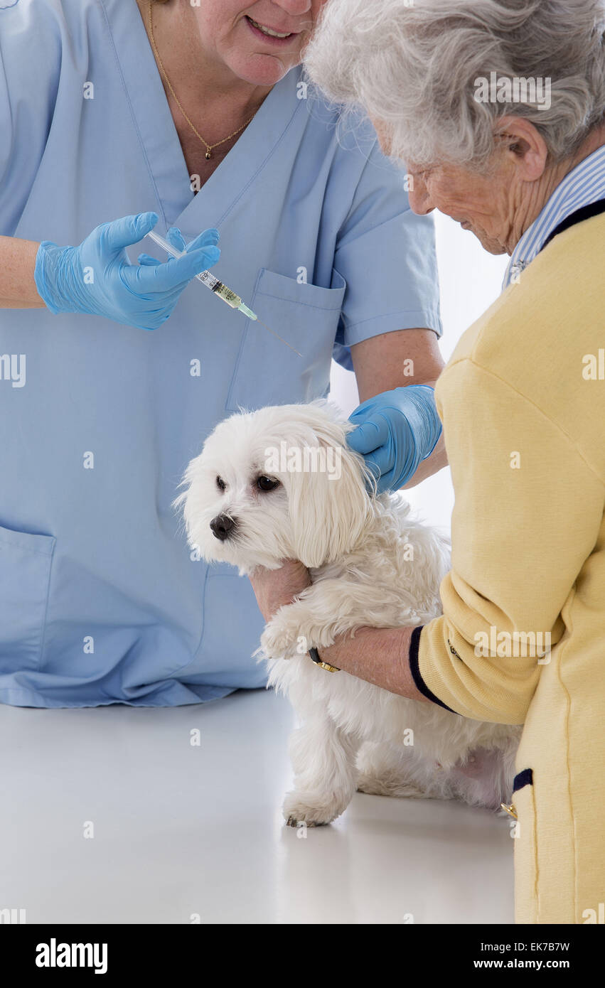 Tierarzt Stockfoto