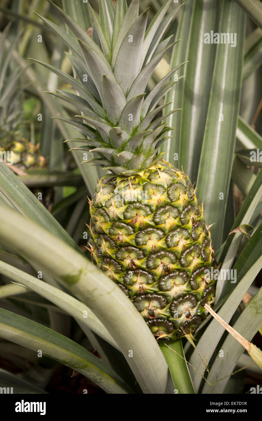 Ananas Bauernhof Stockfotos und -bilder Kaufen - Alamy