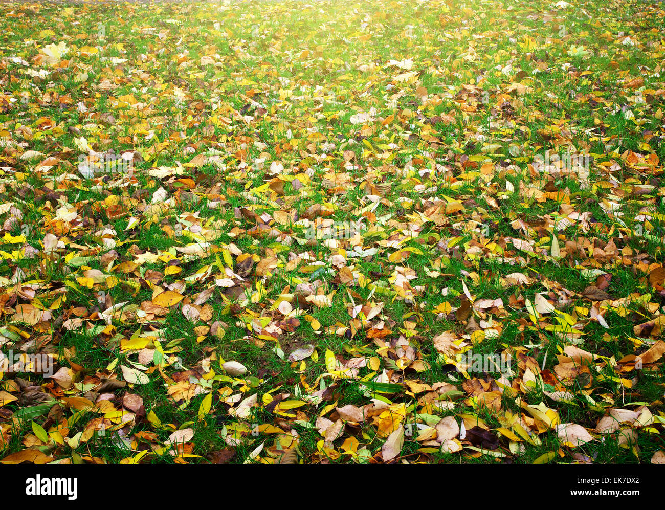Autimn Blätter Textur. Natur-Komposition. Stockfoto