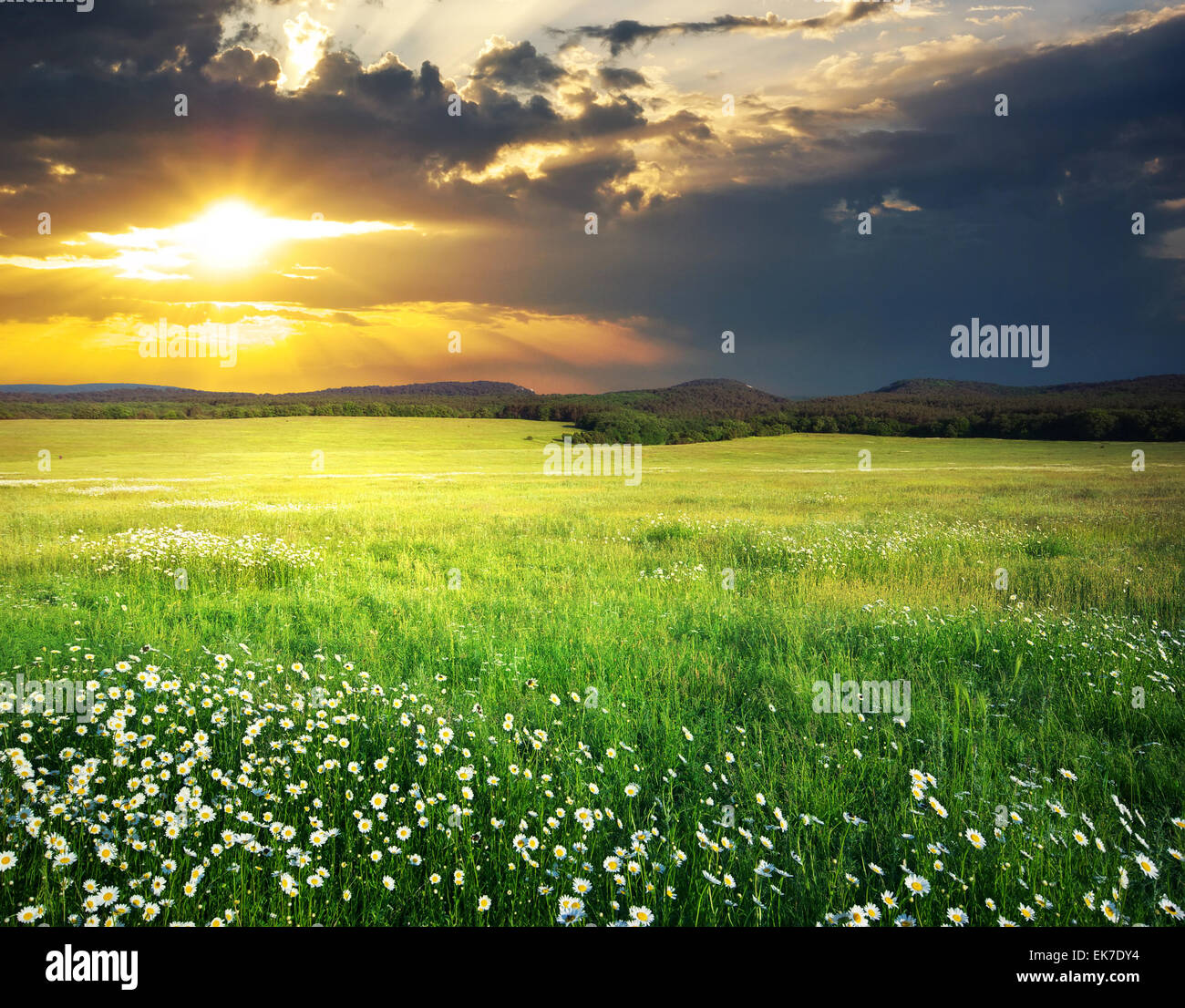 Grünen Wiese im Berg. Zusammensetzung der Natur. Stockfoto