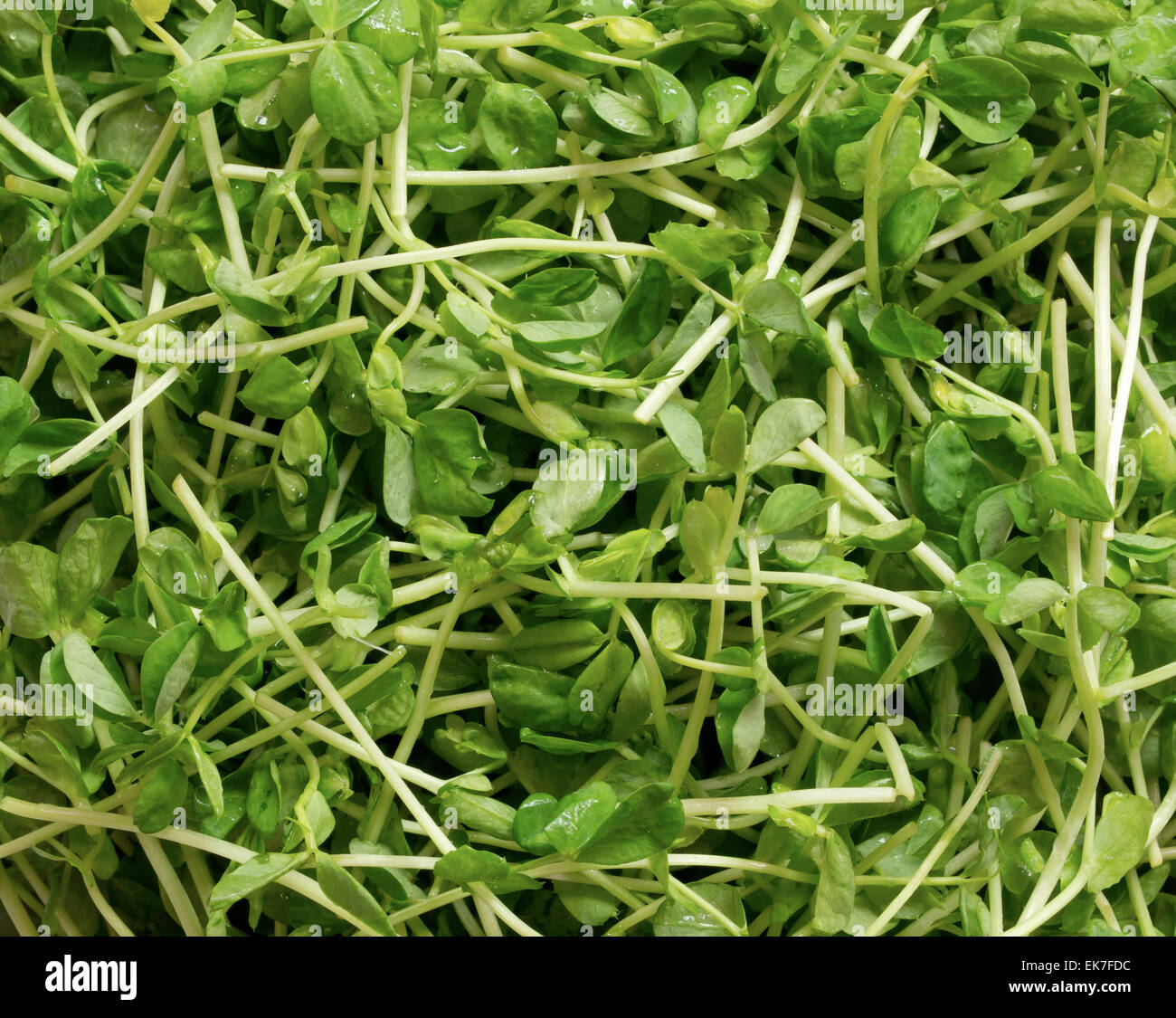 Schnee Erbsensprossen Stockfoto