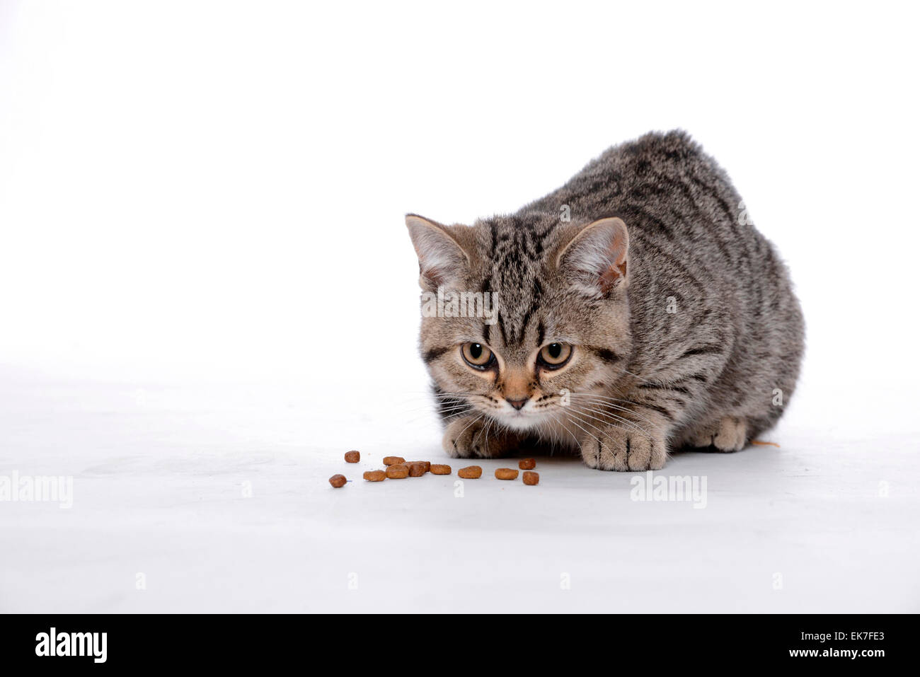 Britisch Kurzhaar Katze Tabby Kitten 3 Monate Alt Mit Blick