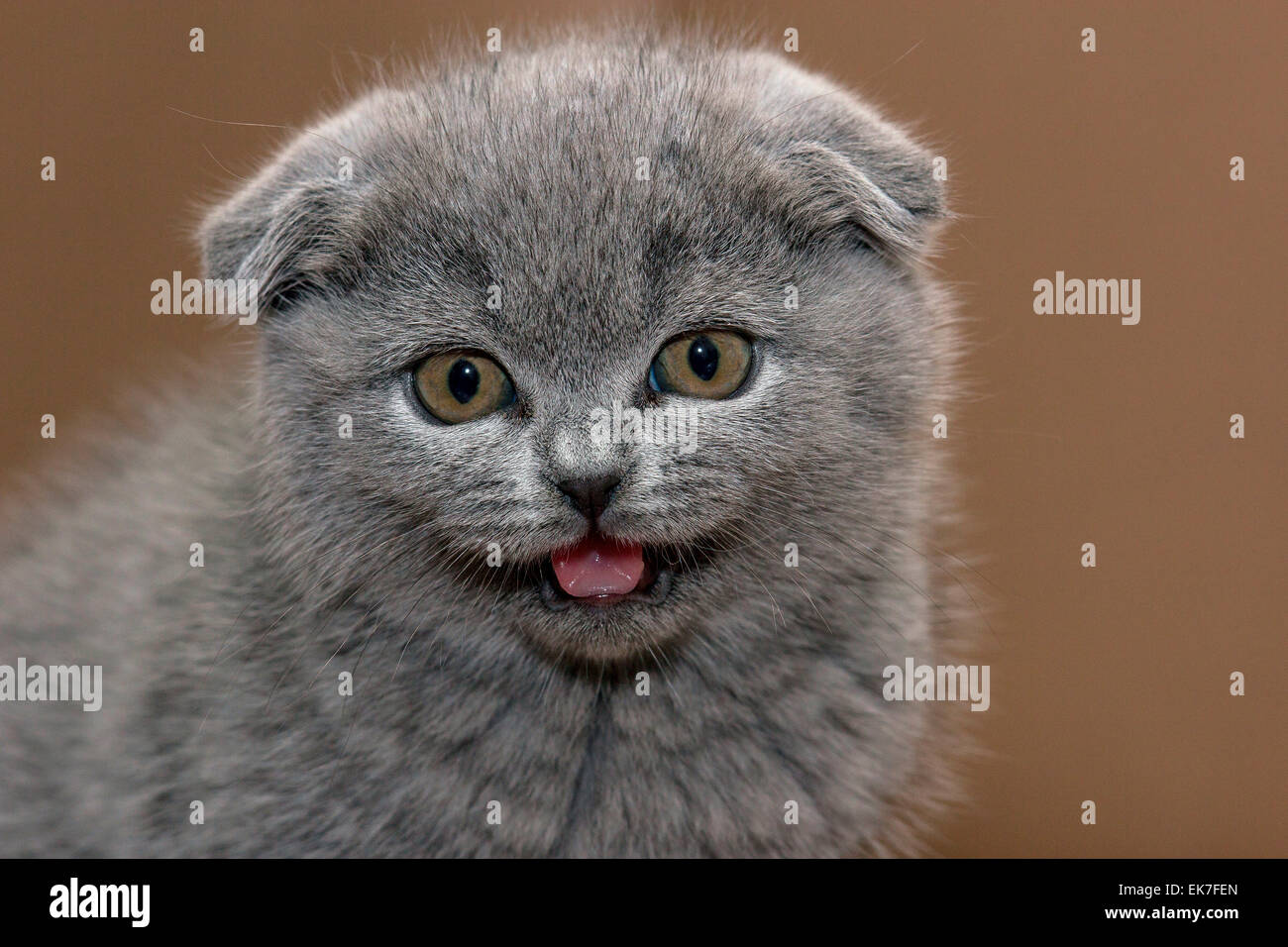 Scottish Fold Katze Porträt Blau Kätzchen 3 Monate Alten