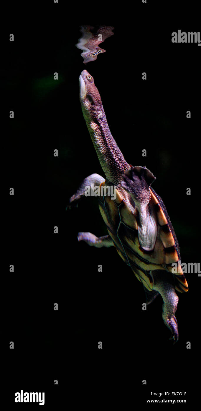 Langhalsschildkröte (Chelodina longicollis) Schwimmen in den Gewässern Oberfläche Ordnung zu atmen Australien Stockfoto