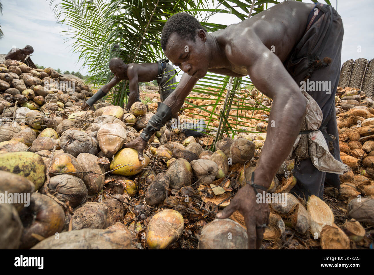 Ein Arbeiter Hülsen Kokosnüsse bei einem Fair-Trade-Kokosnuss-Hersteller in Grand Bassam, Elfenbeinküste, Westafrika. Stockfoto
