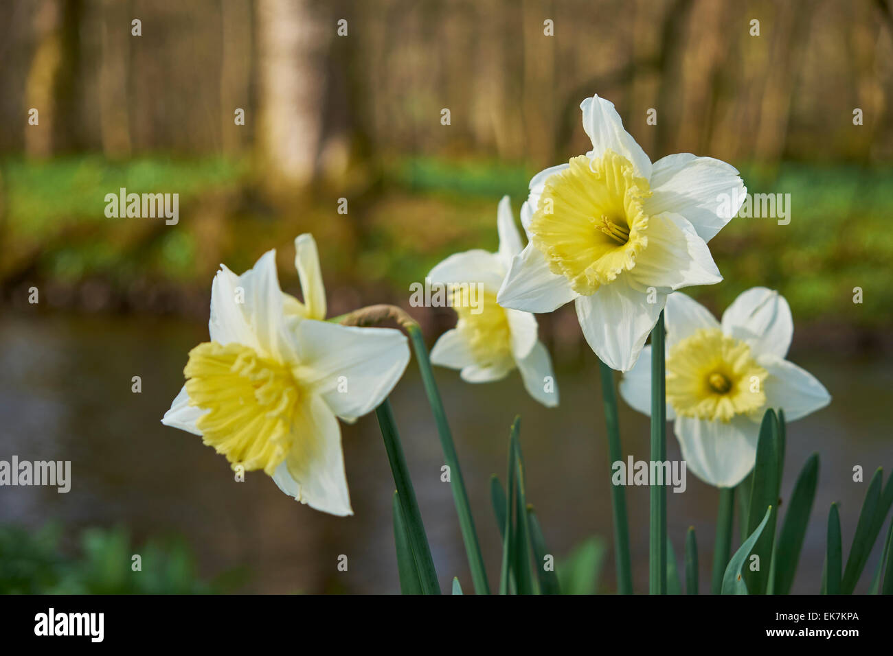 Narcissus tropischen Sonnenuntergang Narzisse mit weißen Blättern und gelben Trompete. Stockfoto