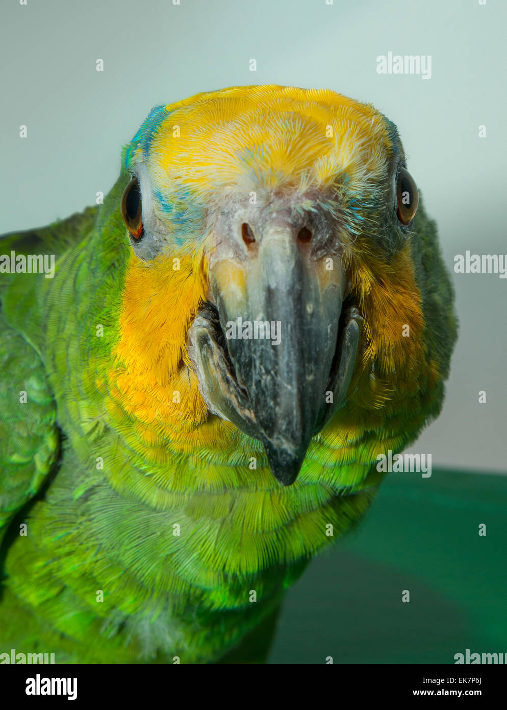 Papagei Nebenkeulen Amazon. (Amazona Aestiva). Stockfoto