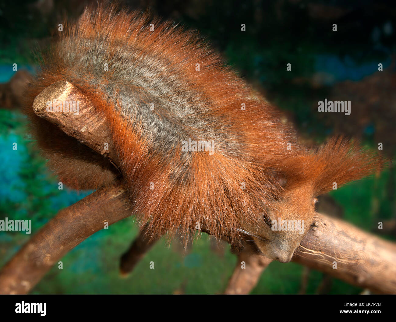 Protein (Sciorus Vulgaris) schläft auf einem Ast und nahm Zuflucht Schweif. Europa, Ukraine, Kharkov Stockfoto