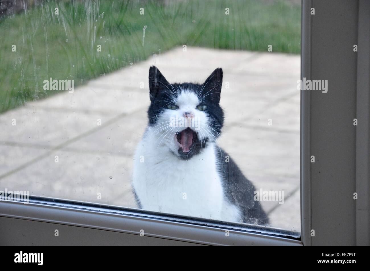 Black And White Cat Blick in Haus von außen mit offenem Mund Stockfoto