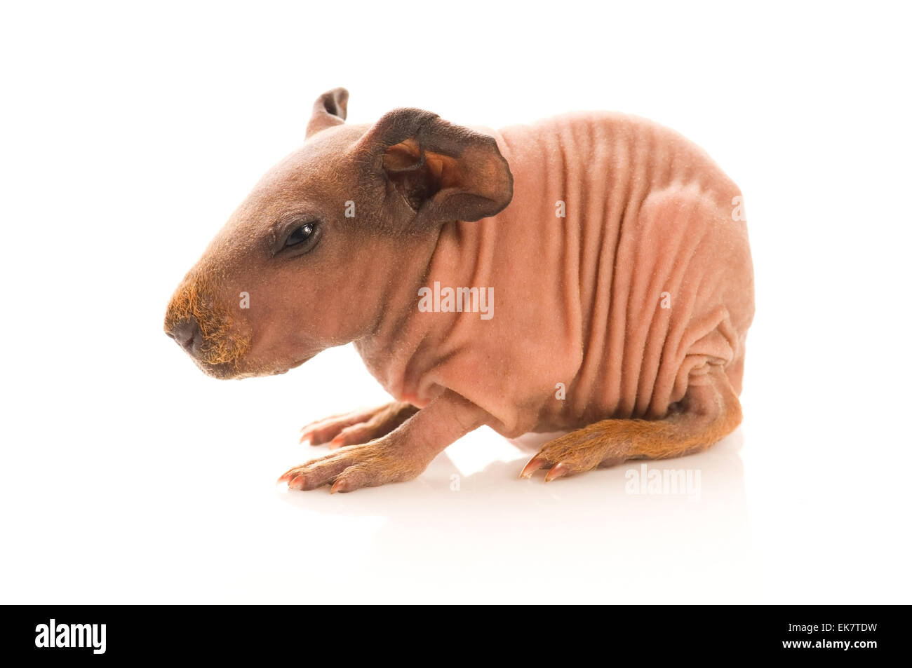 Skinny Meerschweinchen Stockfoto