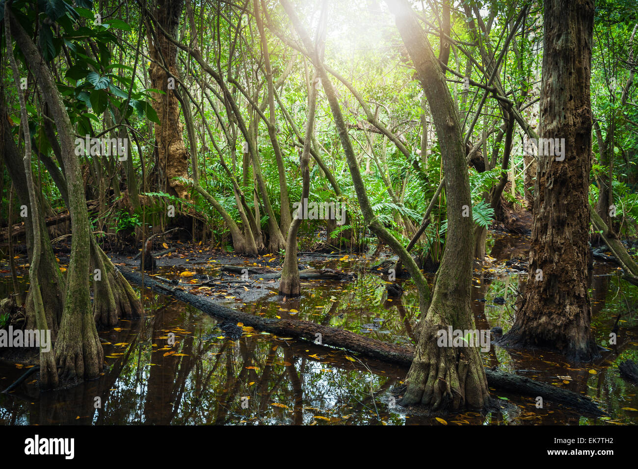 Wilde tropische Waldlandschaft mit Mangroven wachsen in Wasser und Lens Flare von der strahlenden Sonne Stockfoto