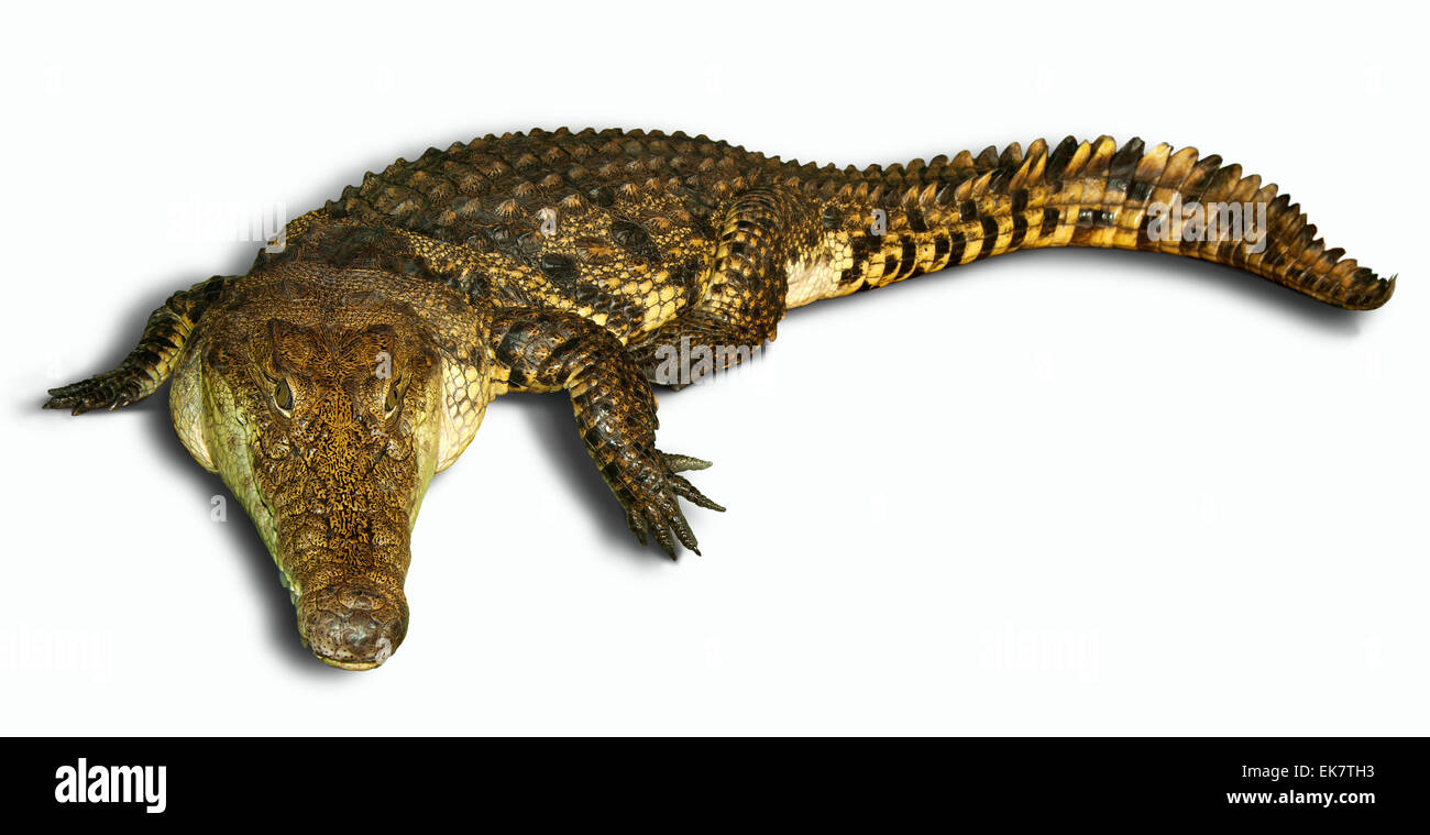 Krokodil. (Crocodylus Porosus). Stockfoto
