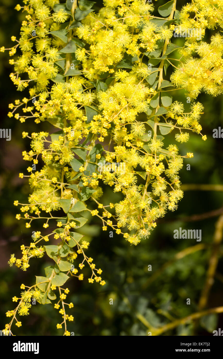 Gelbe Puffball Blüten des Ofens-Akazie, Acacia pravissima Stockfoto