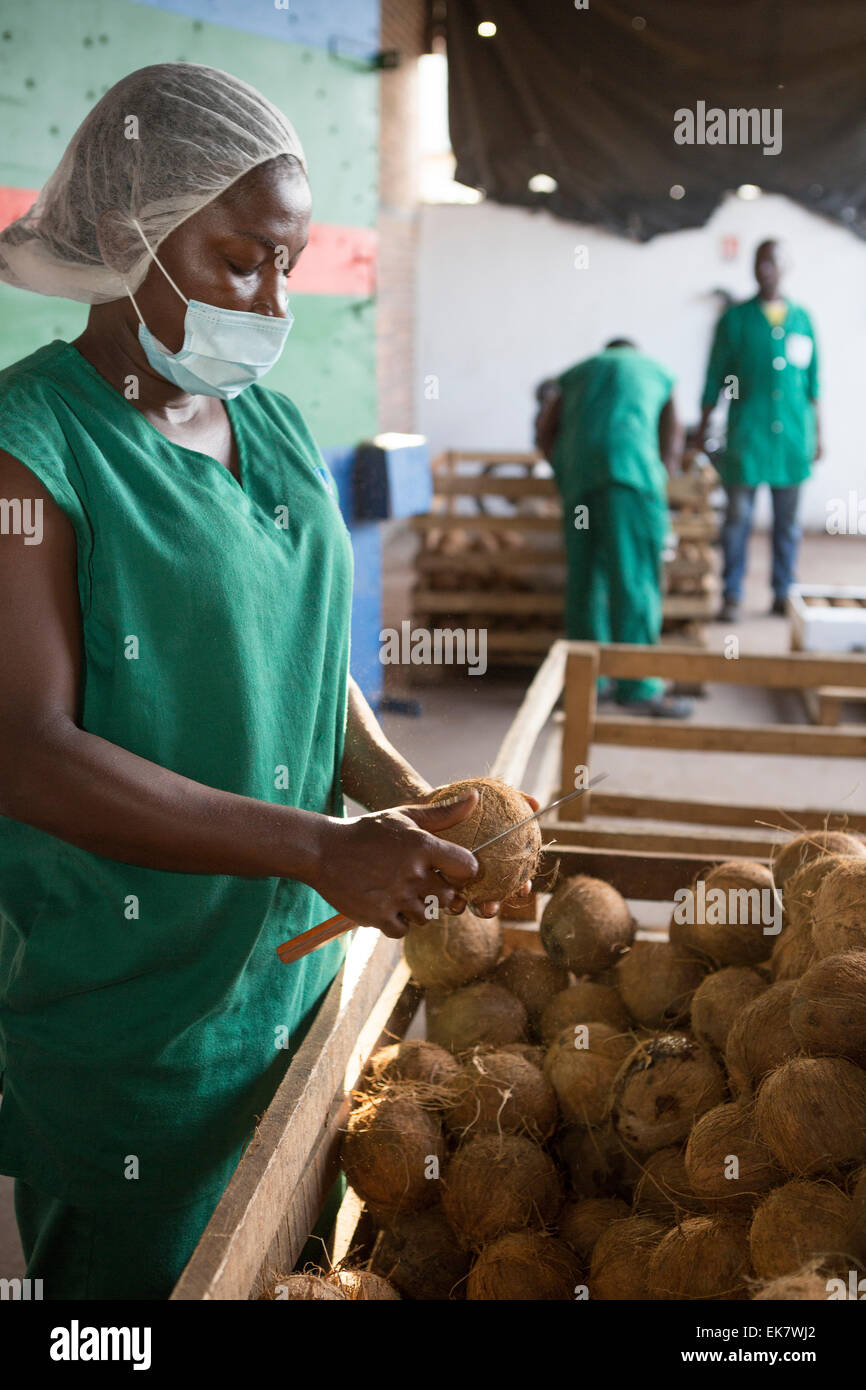 Fair-Trade-Kokosnuss-Züchter / Prozessor in Grand Bassam, Elfenbeinküste, Westafrika Stockfoto