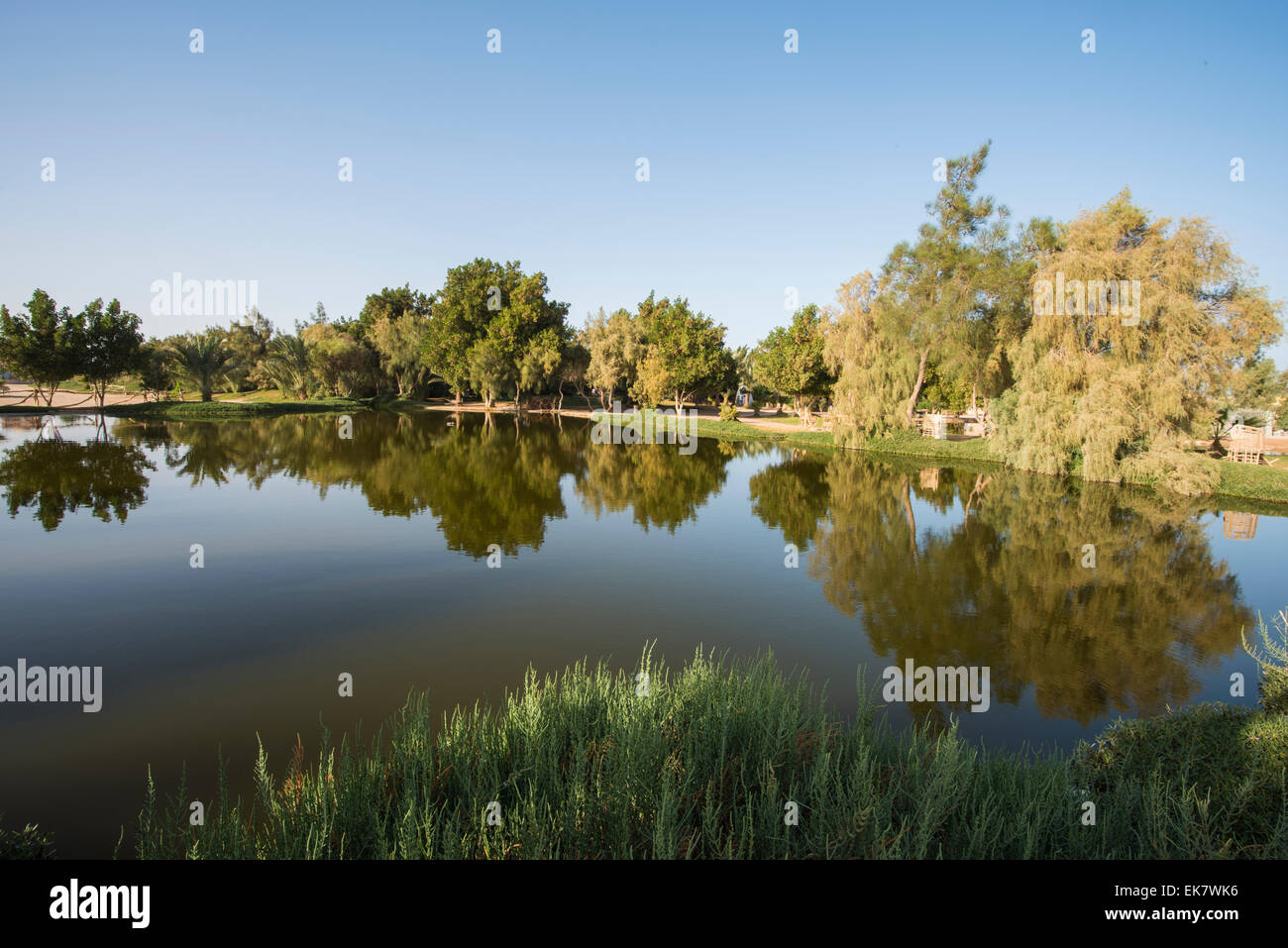 Bäume und Reflexionen in einem kleinen Teich in ländlicher Gegend Parkanlage Stockfoto