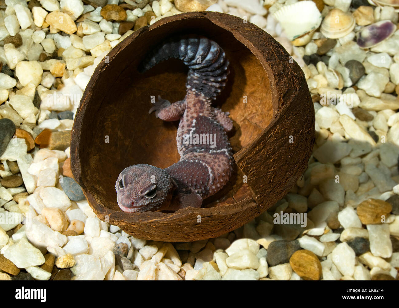 Gekon in einer Kokosnussschale. (Hemitheconyx Caudicinctus). Stockfoto