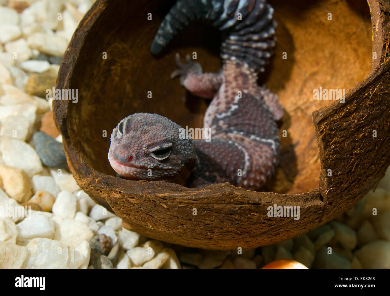 Gekon in einer Kokosnussschale. (Hemitheconyx Caudicinctus). Stockfoto
