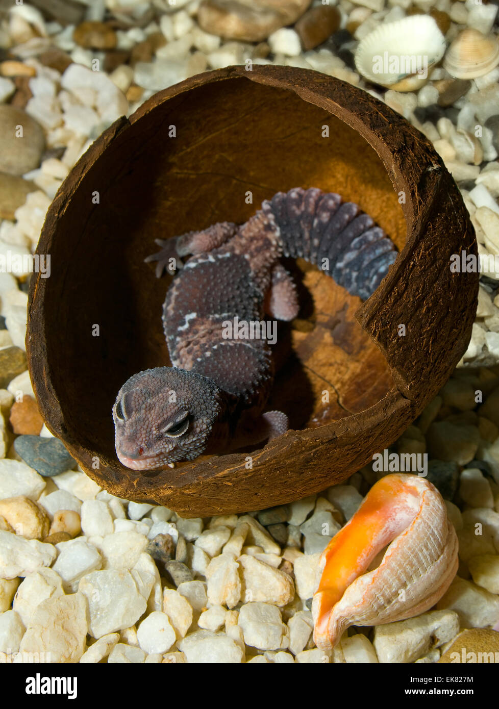 Gekon in einer Kokosnussschale. (Hemitheconyx Caudicinctus). Stockfoto