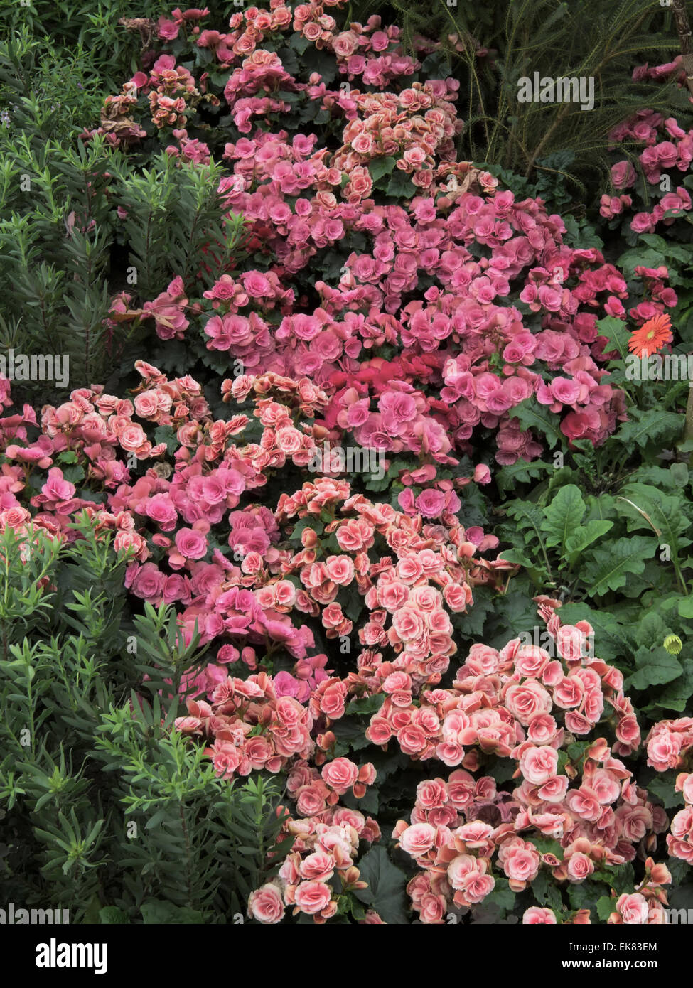 Gartenblumen Stockfoto
