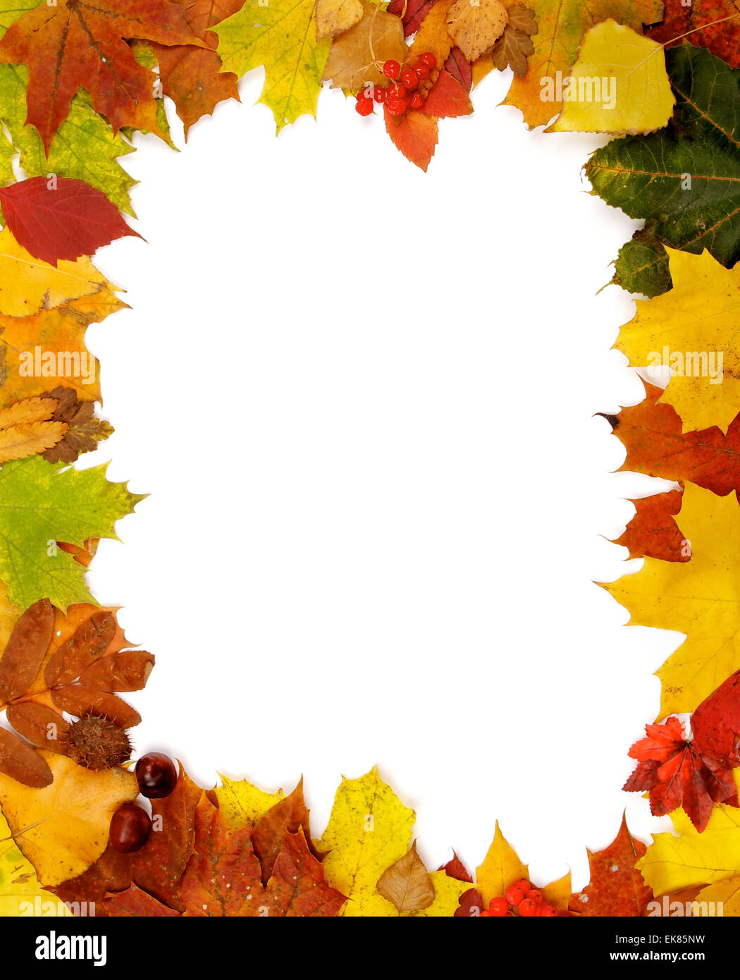 Rahmen der Blätter im Herbst Stockfoto