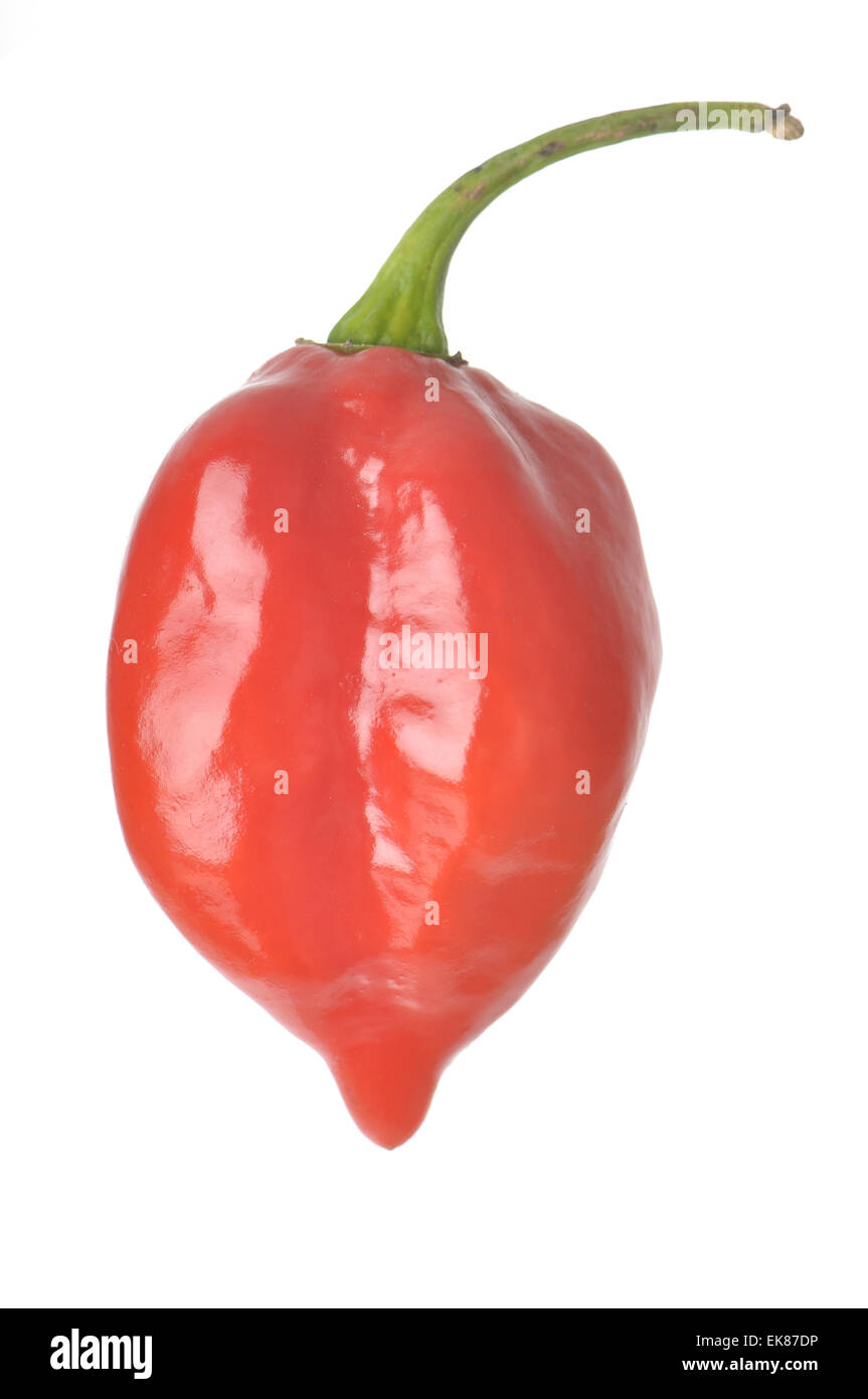 Isolierte karibischen Habanero Paprika Stockfoto