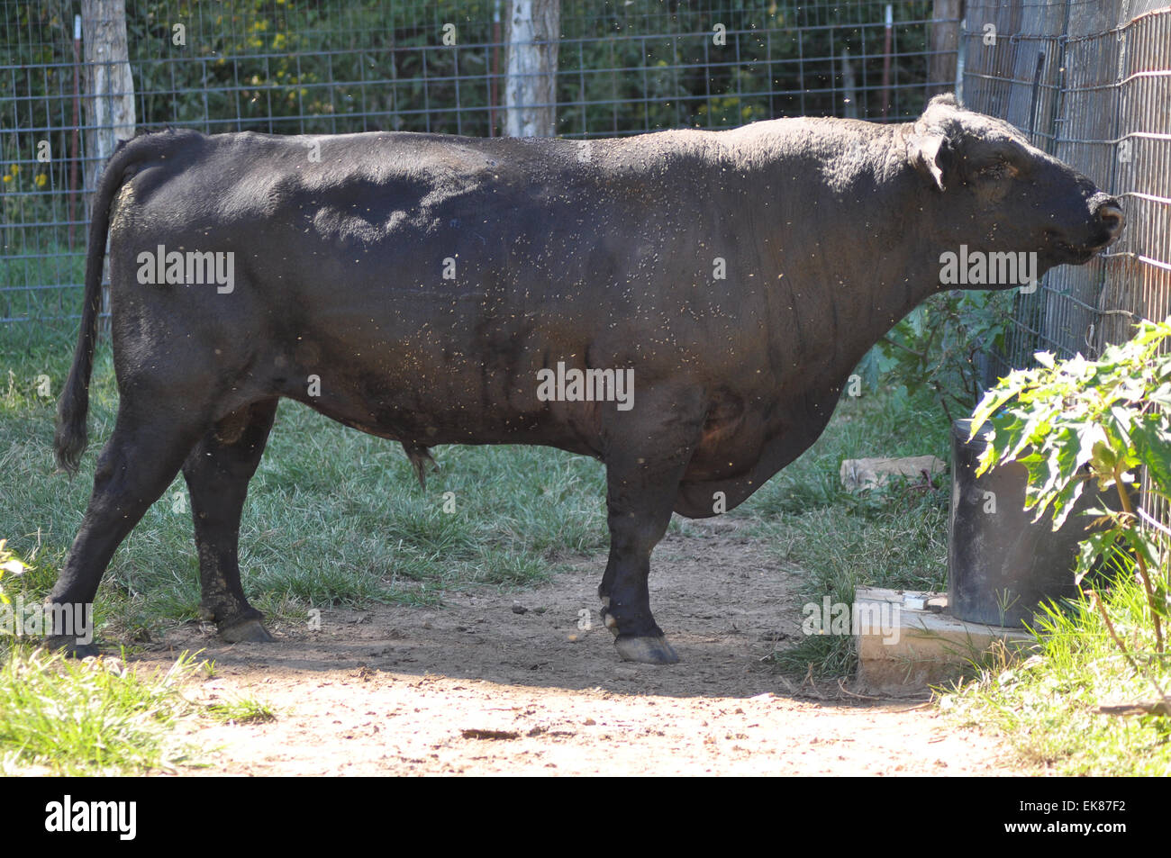 Angus Steer Kuh Stockfoto