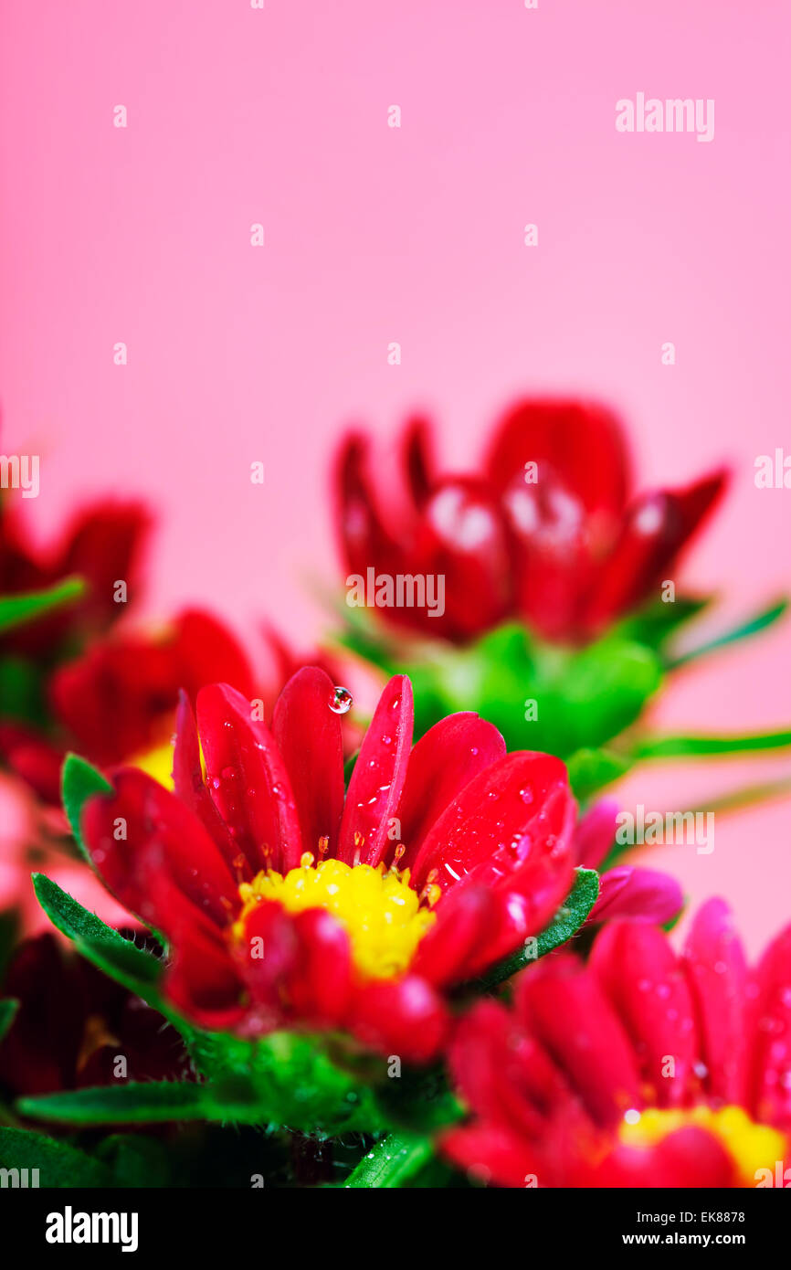 Rote Blumen Stockfoto
