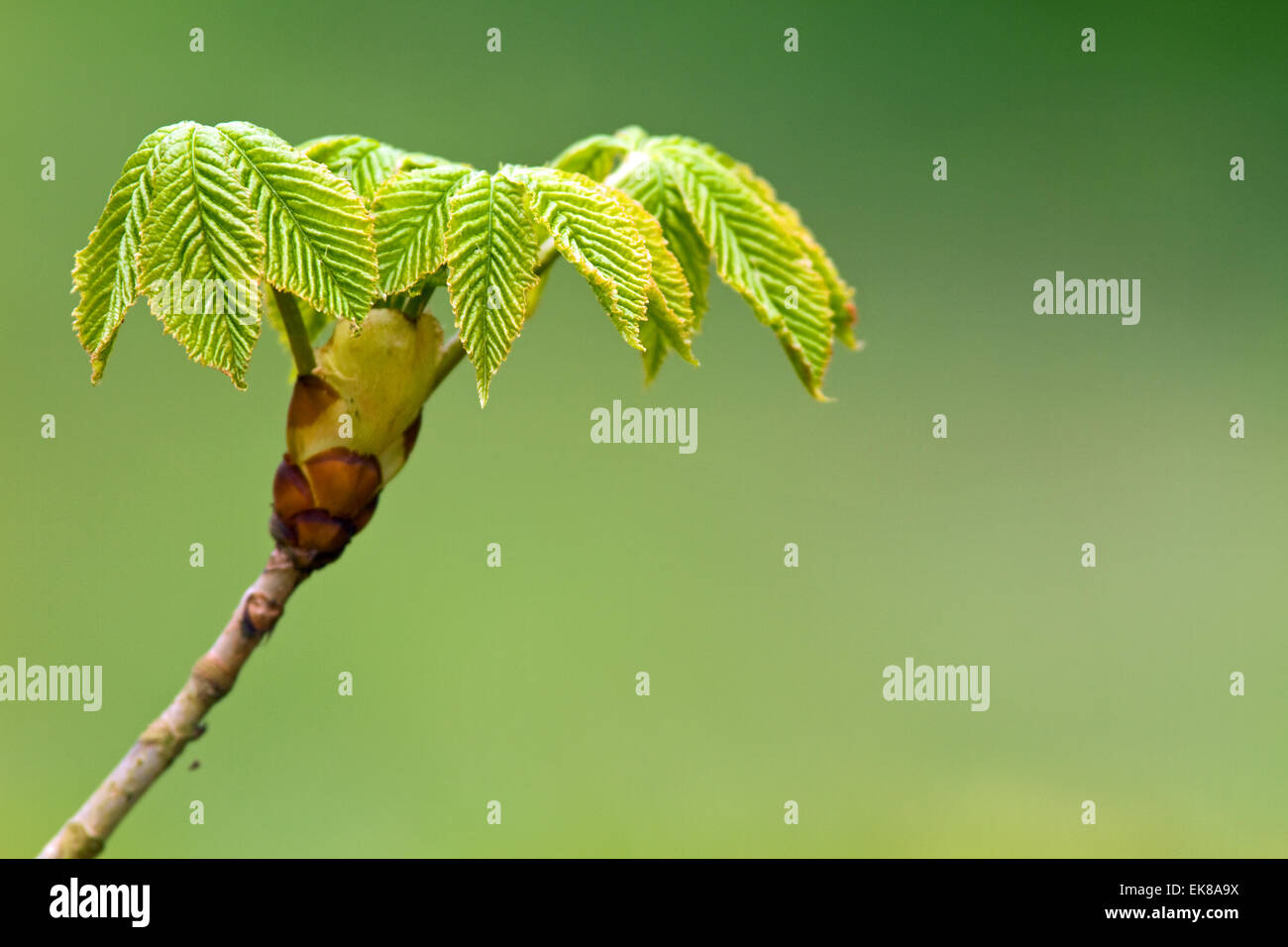 Blätter, die im frühen Frühling von die rote Rosskastanie, Aesculus Carnea Schwellen- Stockfoto