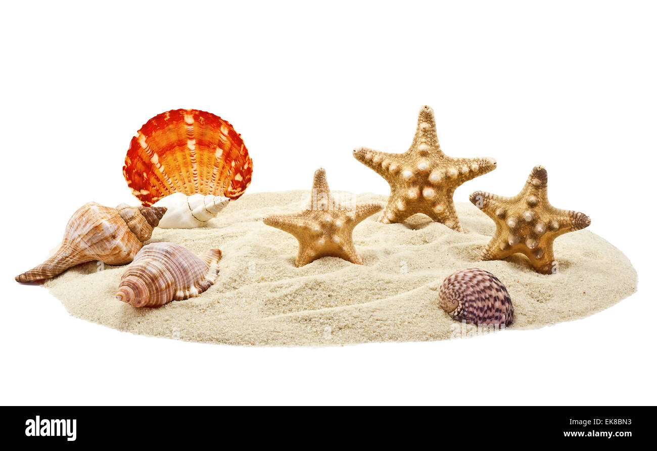 Muscheln und Seesterne am Sandhaufen Stockfoto