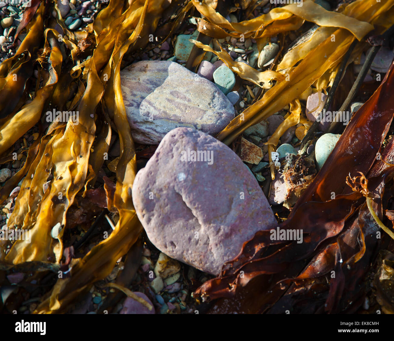 Bunten Steinen und Algen auf einem irischen Strand Stockfoto