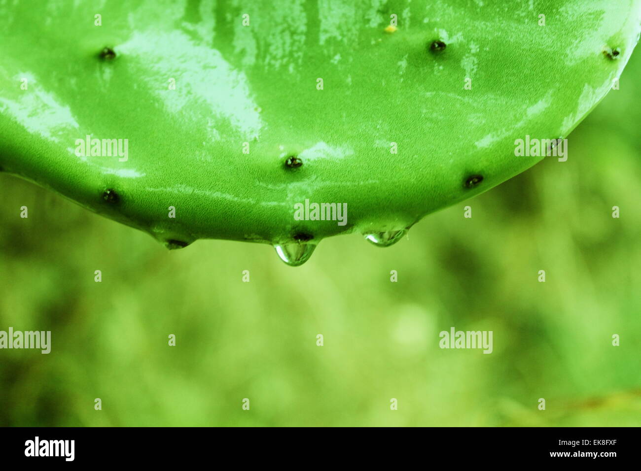 Kaktus Stockfoto