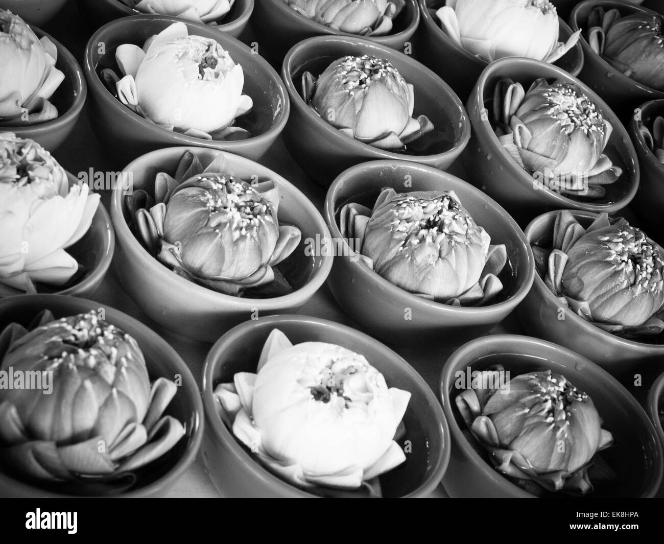 Thai traditionelle gefaltete weiße und rosa Lotus in grüne Keramik Schälchen für eine Hommage an hindu-Götter Stockfoto