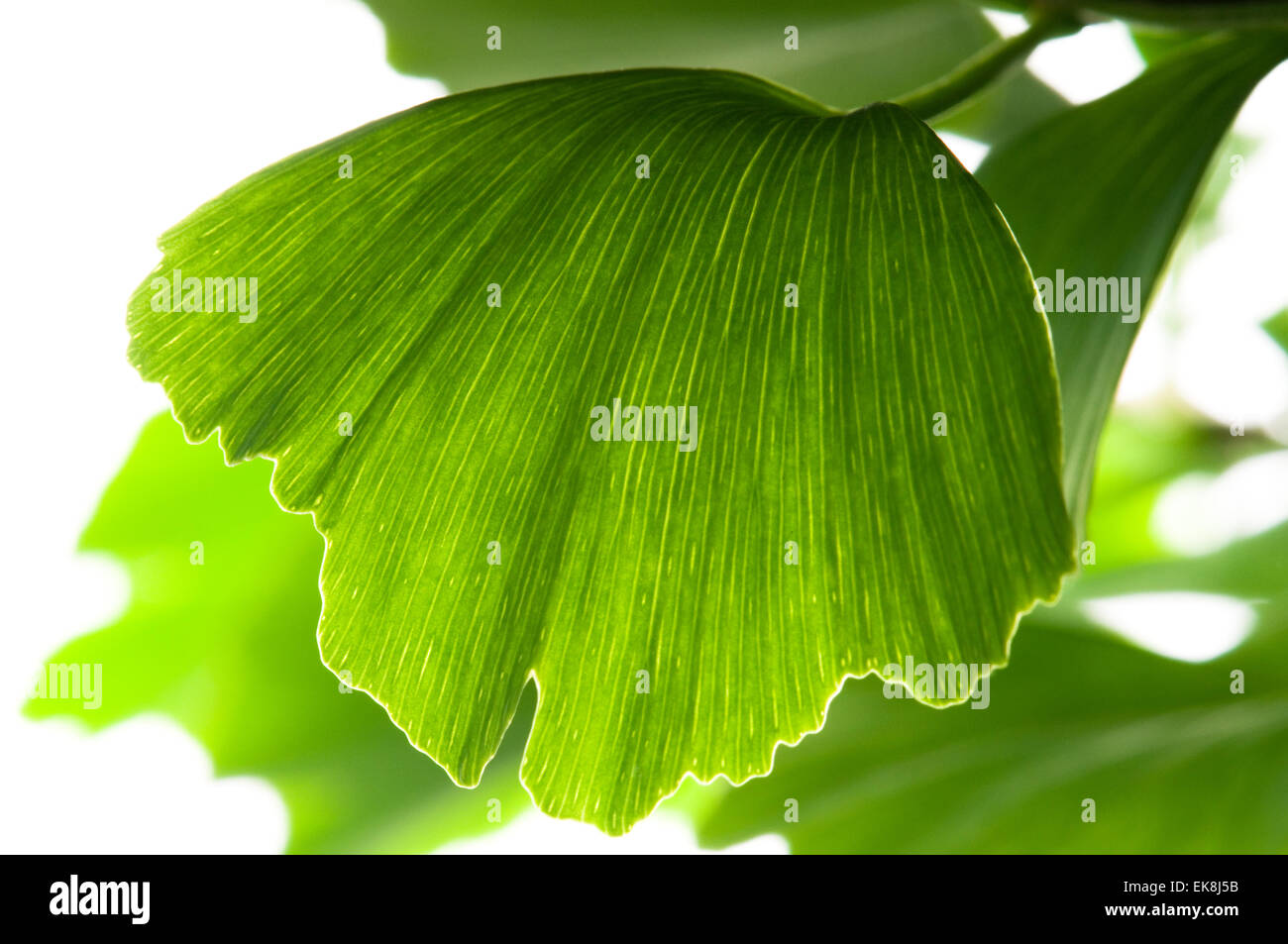 Ginkgo Biloba grüne Blatt isoliert auf weißem Hintergrund Stockfoto Ginkgo Biloba grüne Blatt isoliert auf weißem Hintergrund Stockfoto